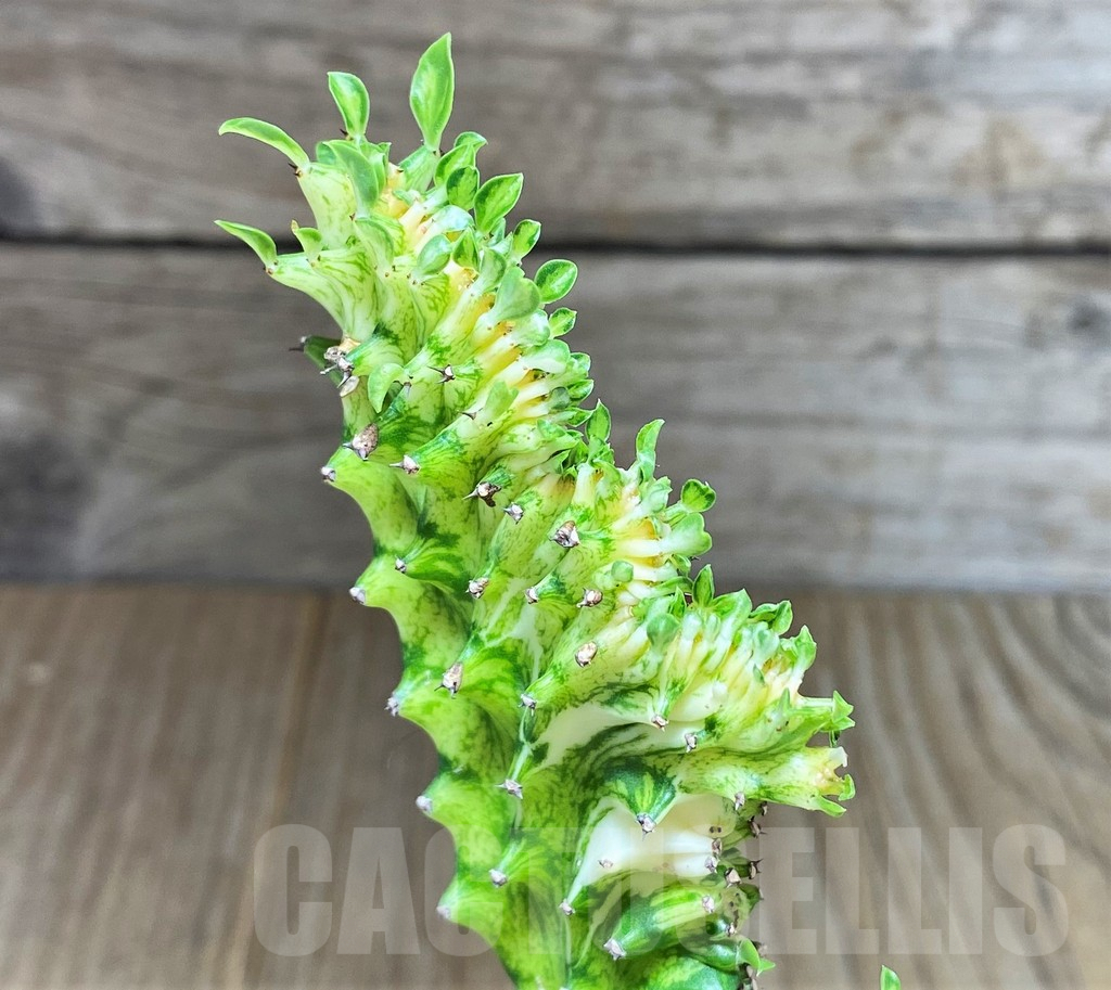 SHPR27896 Euphorbia lacteals cristata f. variegata - Image 2