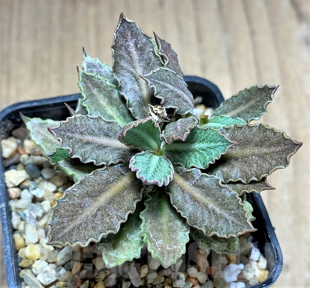 SHPR27998 Euphorbia tulearensis hybrid - Image 2