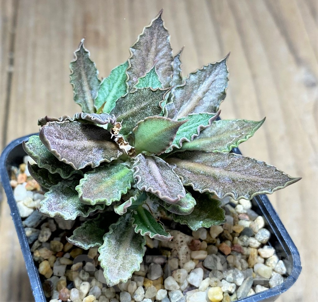 SHPR27998 Euphorbia tulearensis hybrid