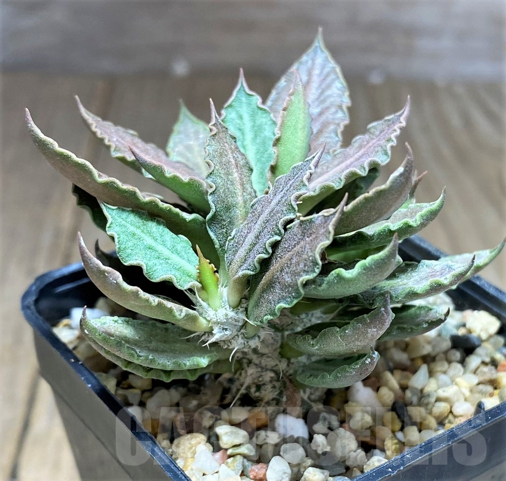 SHPR27998 Euphorbia tulearensis hybrid - Image 3