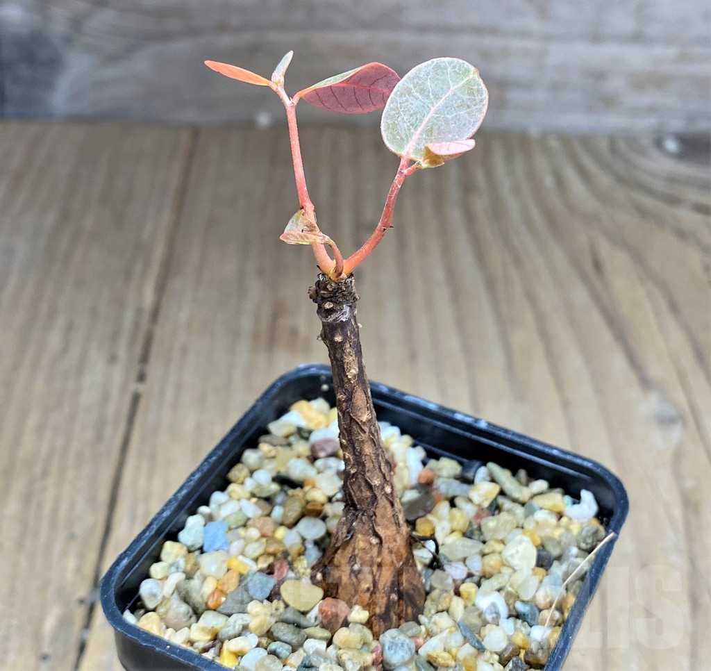 SHPR28004 Phyllanthus mirabilis - Image 2