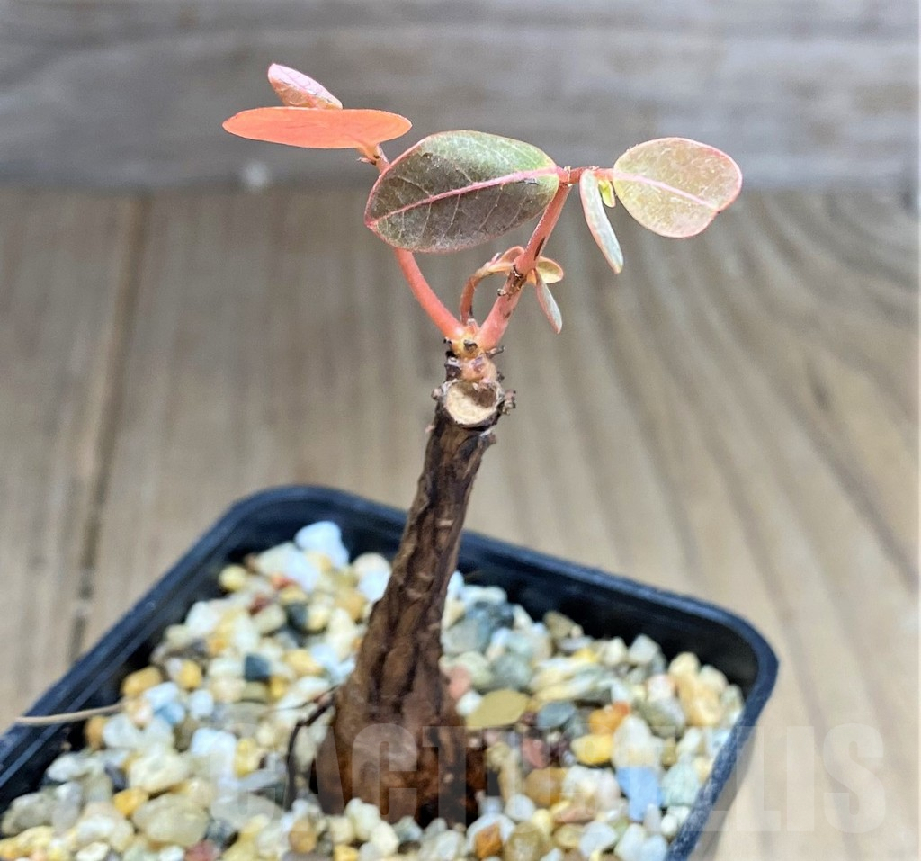 SHPR28004 Phyllanthus mirabilis