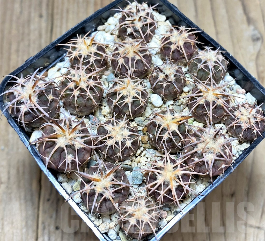 SHPR28073 Gymnocalycium spegazzinii var. punillense, seedling - Image 2