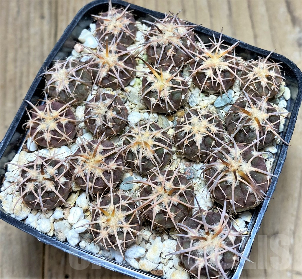 SHPR28073 Gymnocalycium spegazzinii var. punillense, seedling