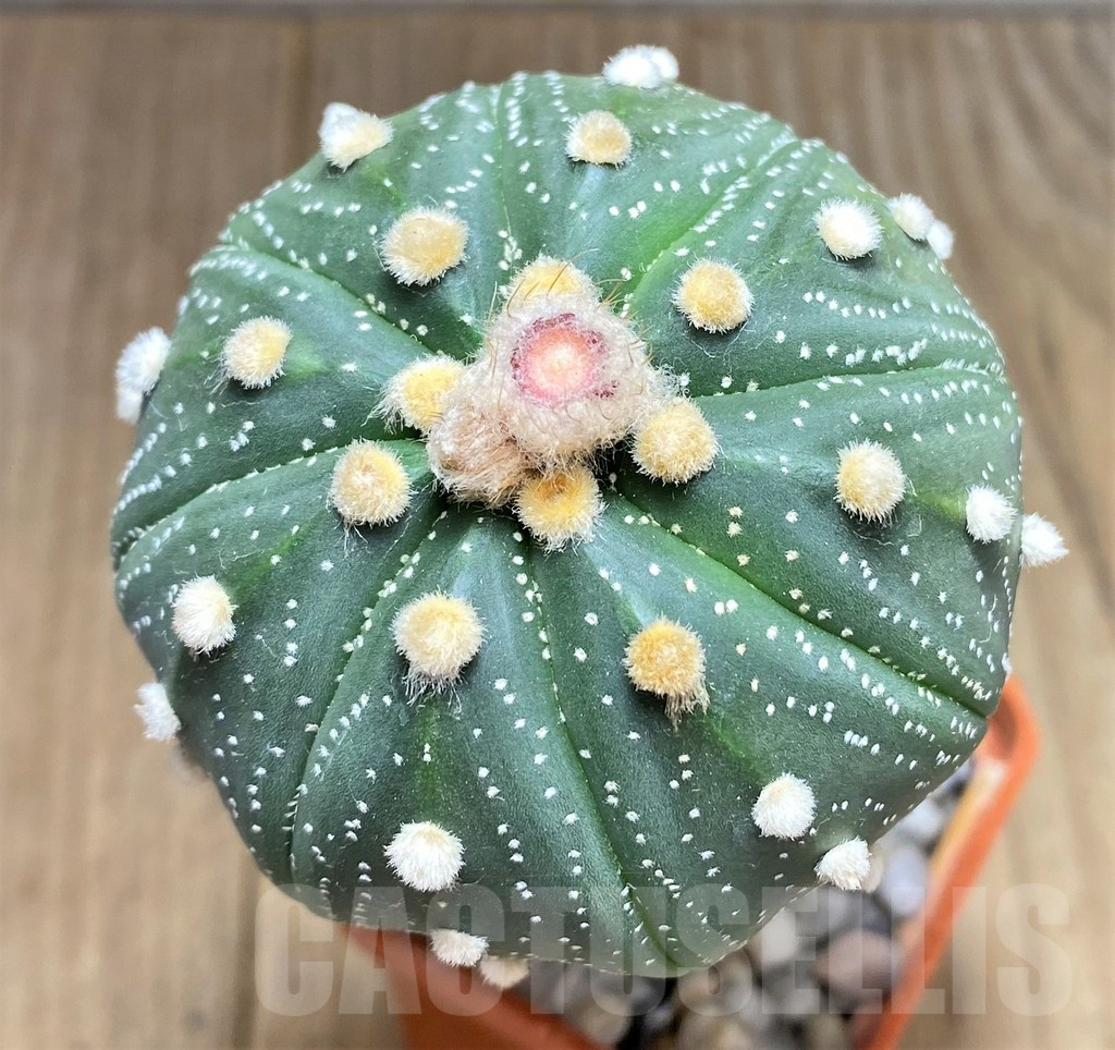 SHPR28074 Astrophytum asterias Pink, grafted - Image 3