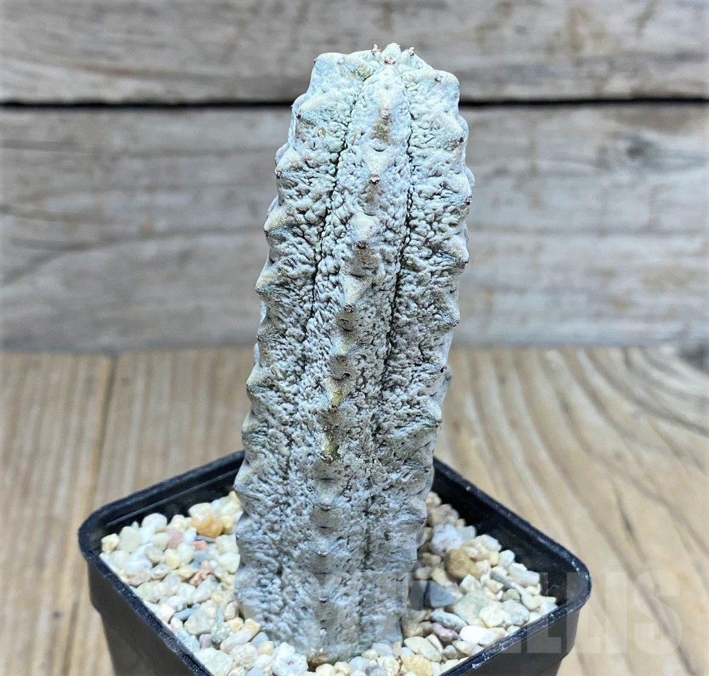 SHPR28075 Euphorbia abdelkuri - Image 2