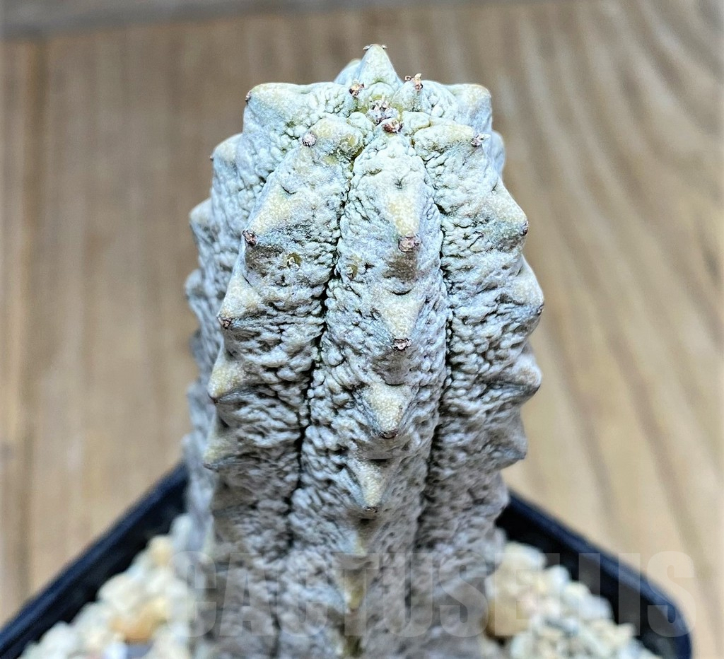 SHPR28075 Euphorbia abdelkuri