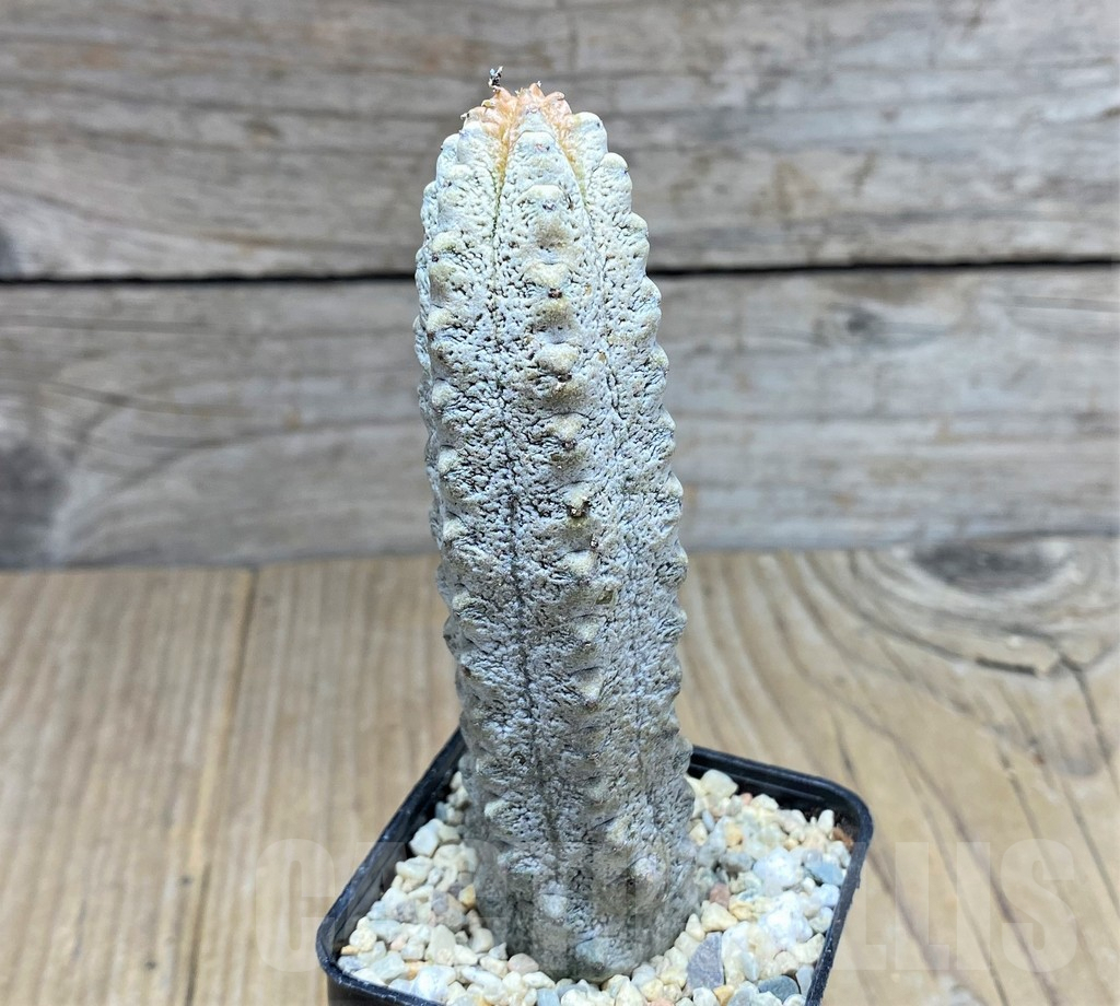 SHPR28076 Euphorbia abdelkuri - Image 2