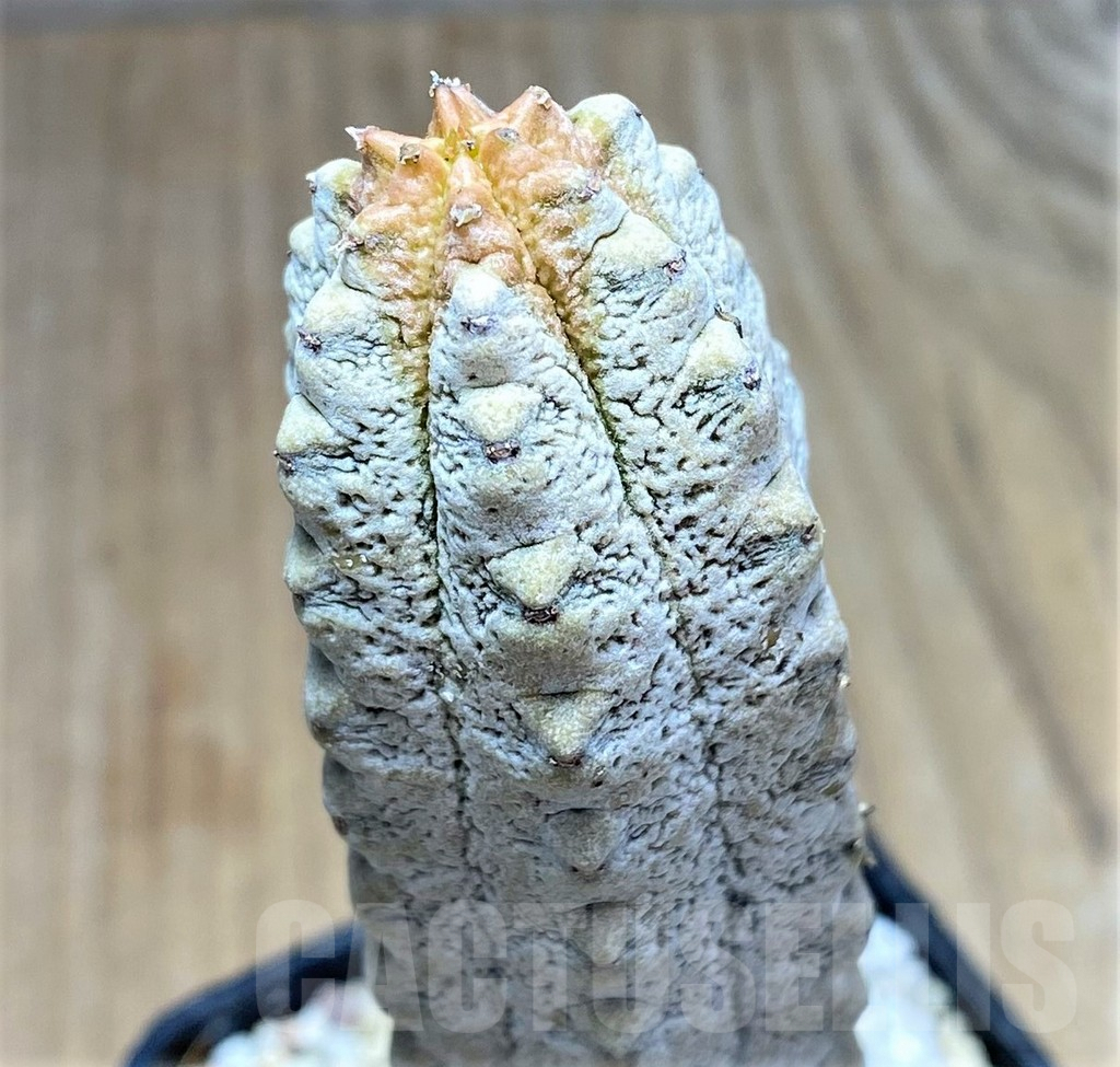 SHPR28076 Euphorbia abdelkuri