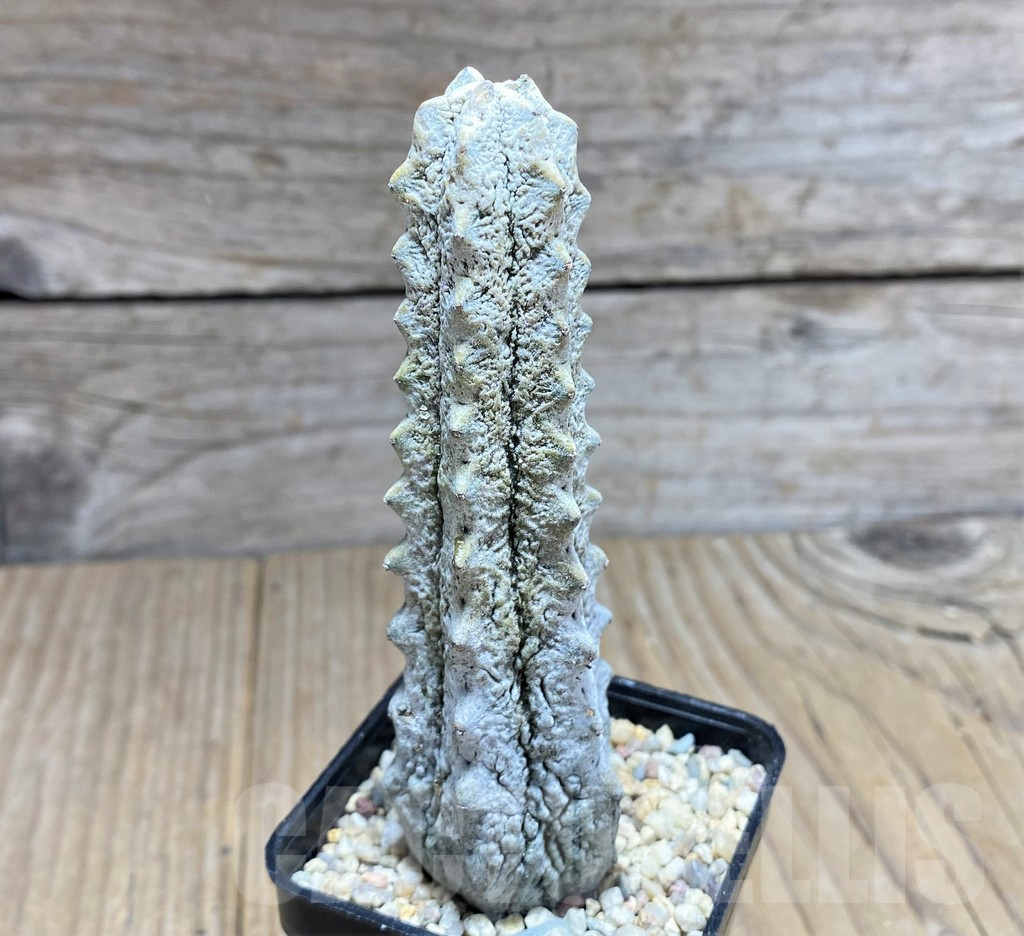 SHPR28077 Euphorbia abdelkuri - Image 2