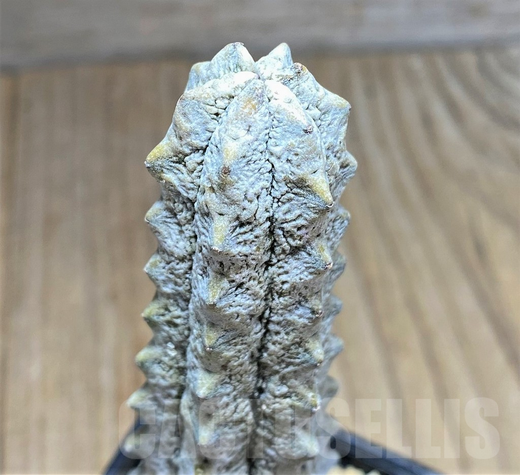 SHPR28077 Euphorbia abdelkuri