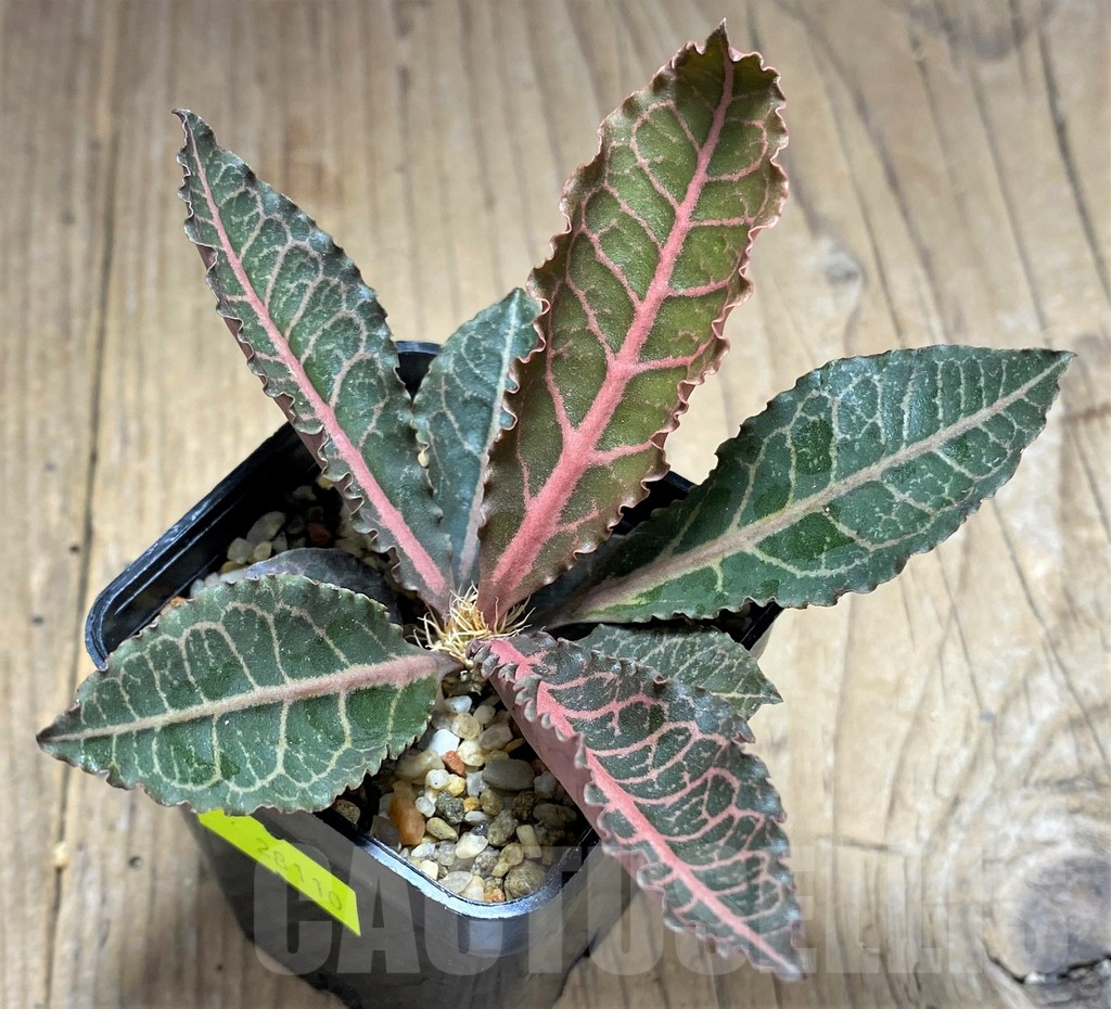 SHPR28110 Euphorbia francoisii hybrid