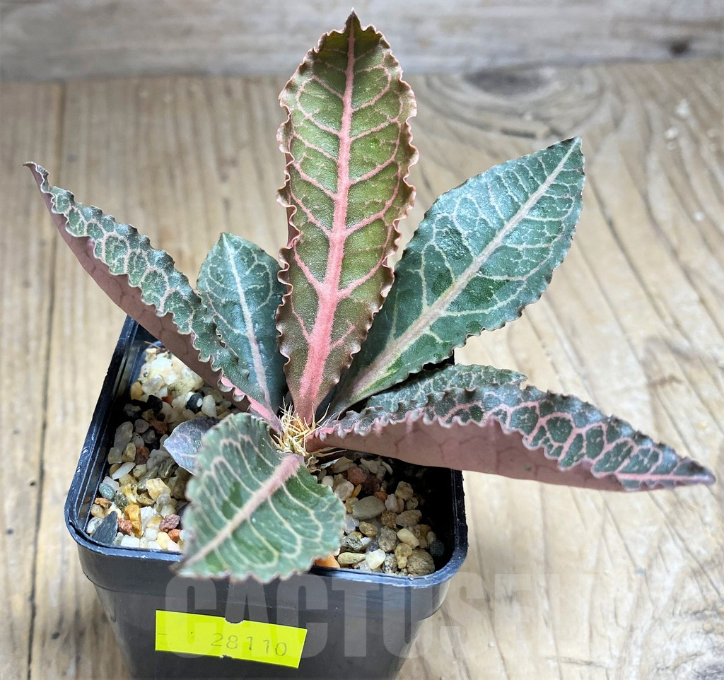SHPR28110 Euphorbia francoisii hybrid - Image 2