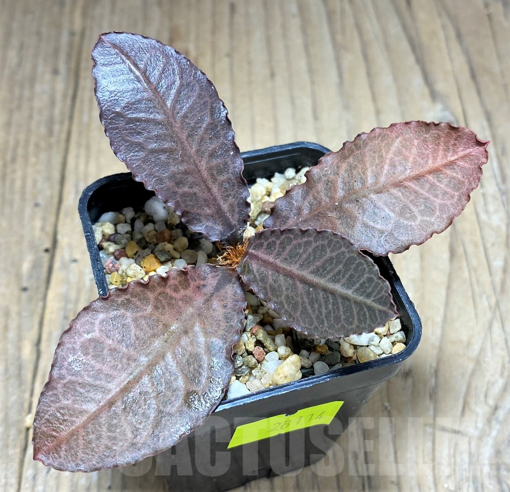 SHPR28114 Euphorbia francoisii hybrid