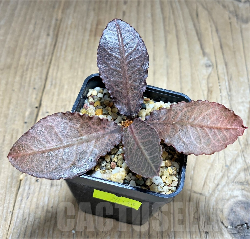 SHPR28114 Euphorbia francoisii hybrid - Image 2