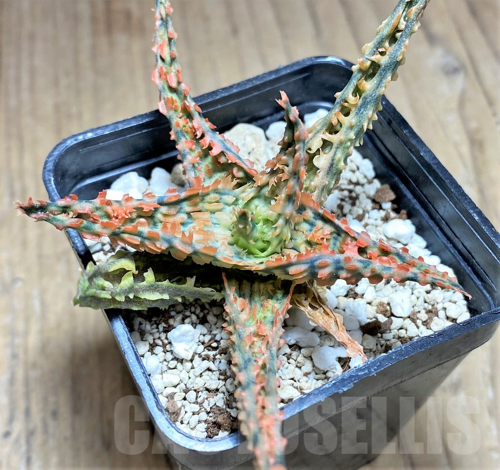 SHPR28131 Aloe TCT hybrid - Imagen 2