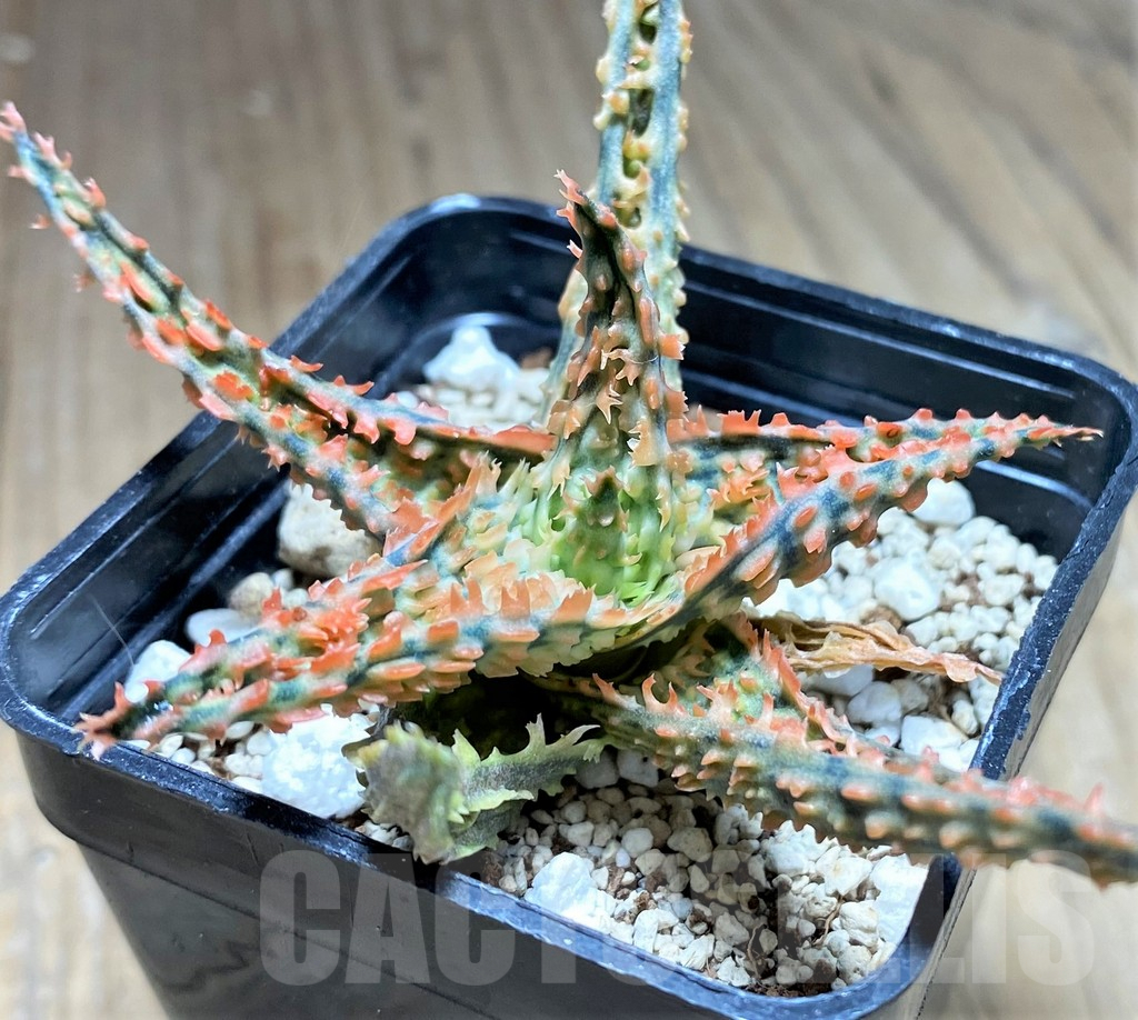 SHPR28131 Aloe TCT hybrid