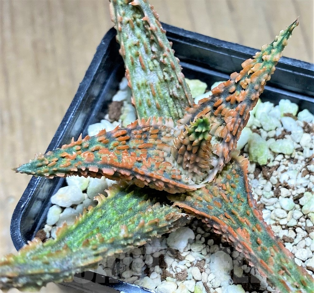 SHPR28135 Aloe hybrid - Image 2