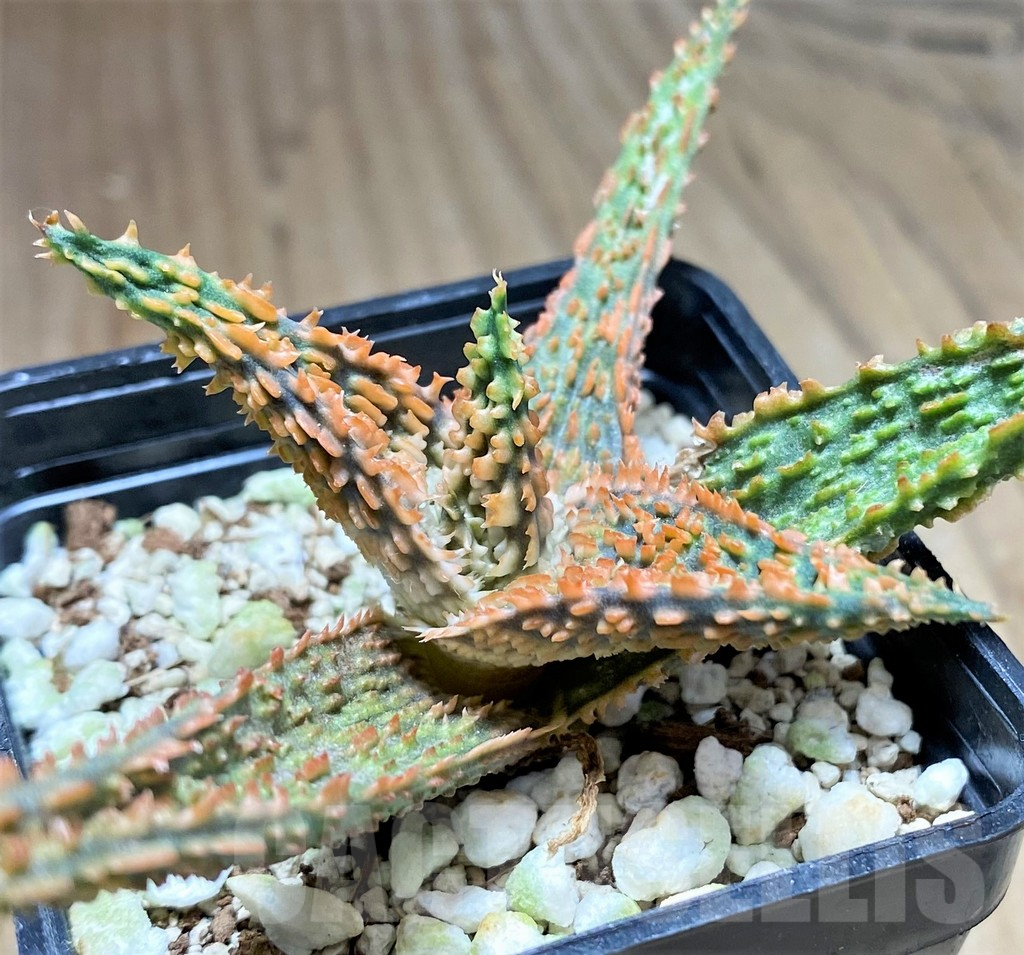 SHPR28135 Aloe hybrid