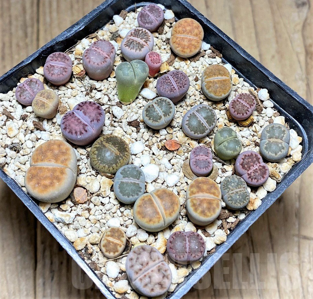 SHPR28137 Lithops mix - Image 2