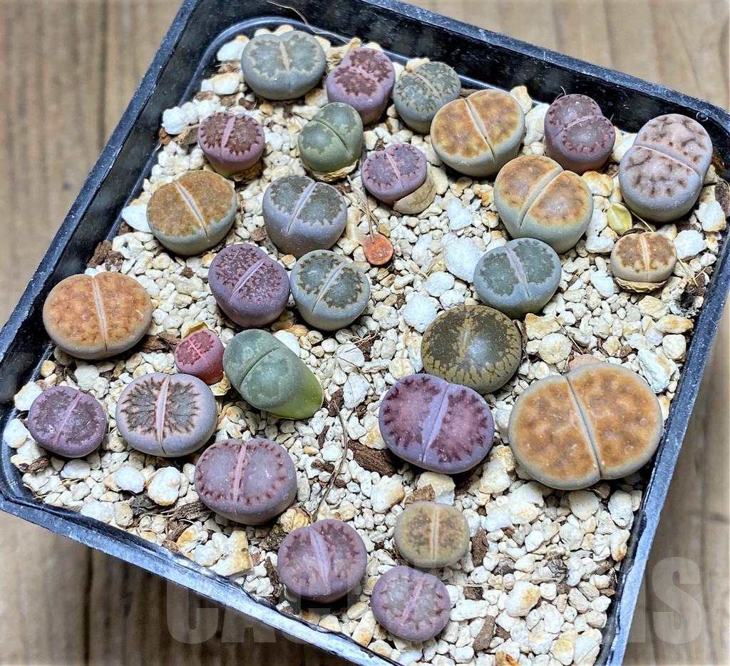 SHPR28137 Lithops mix