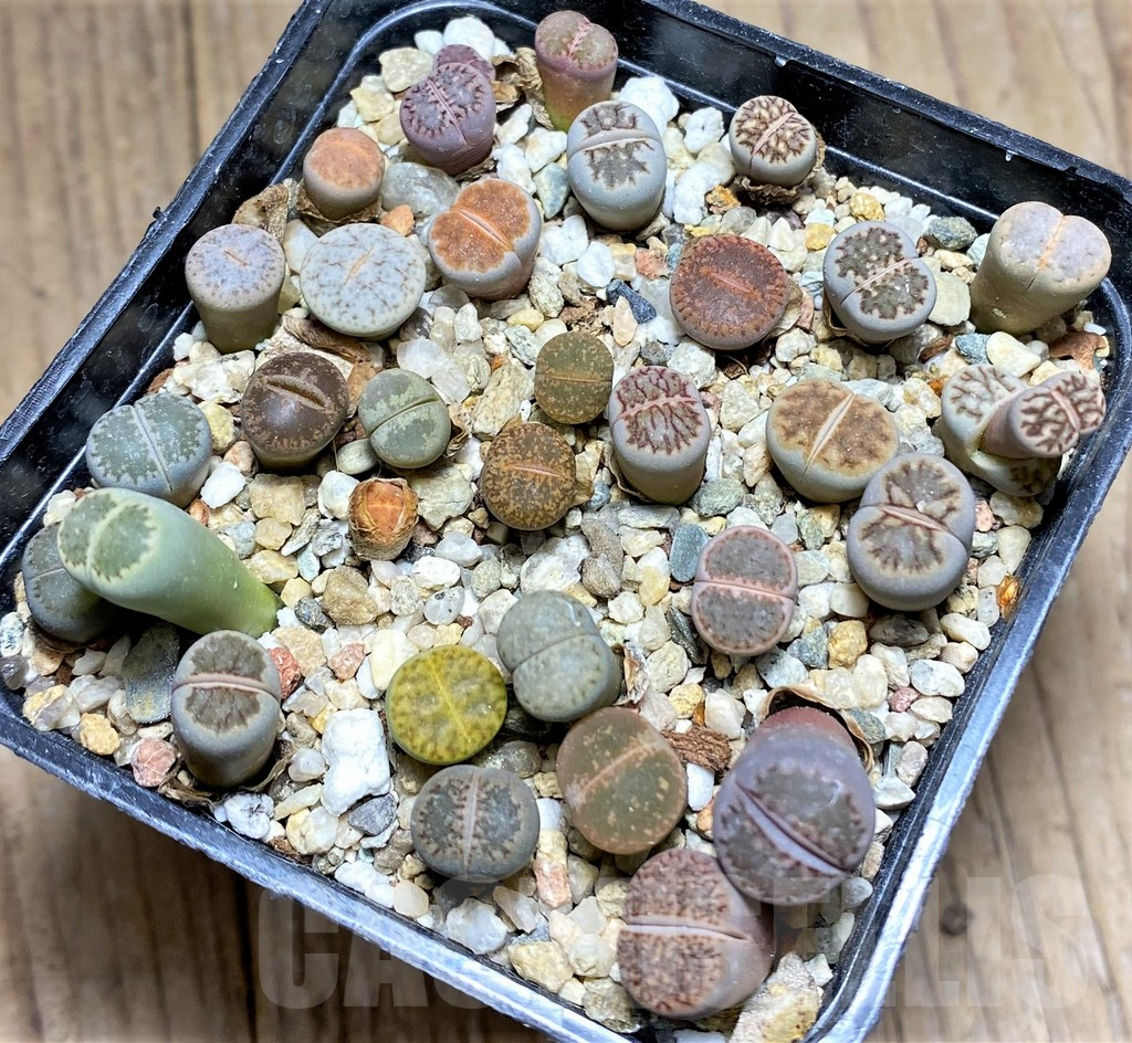 SHPR28138 Lithops mix