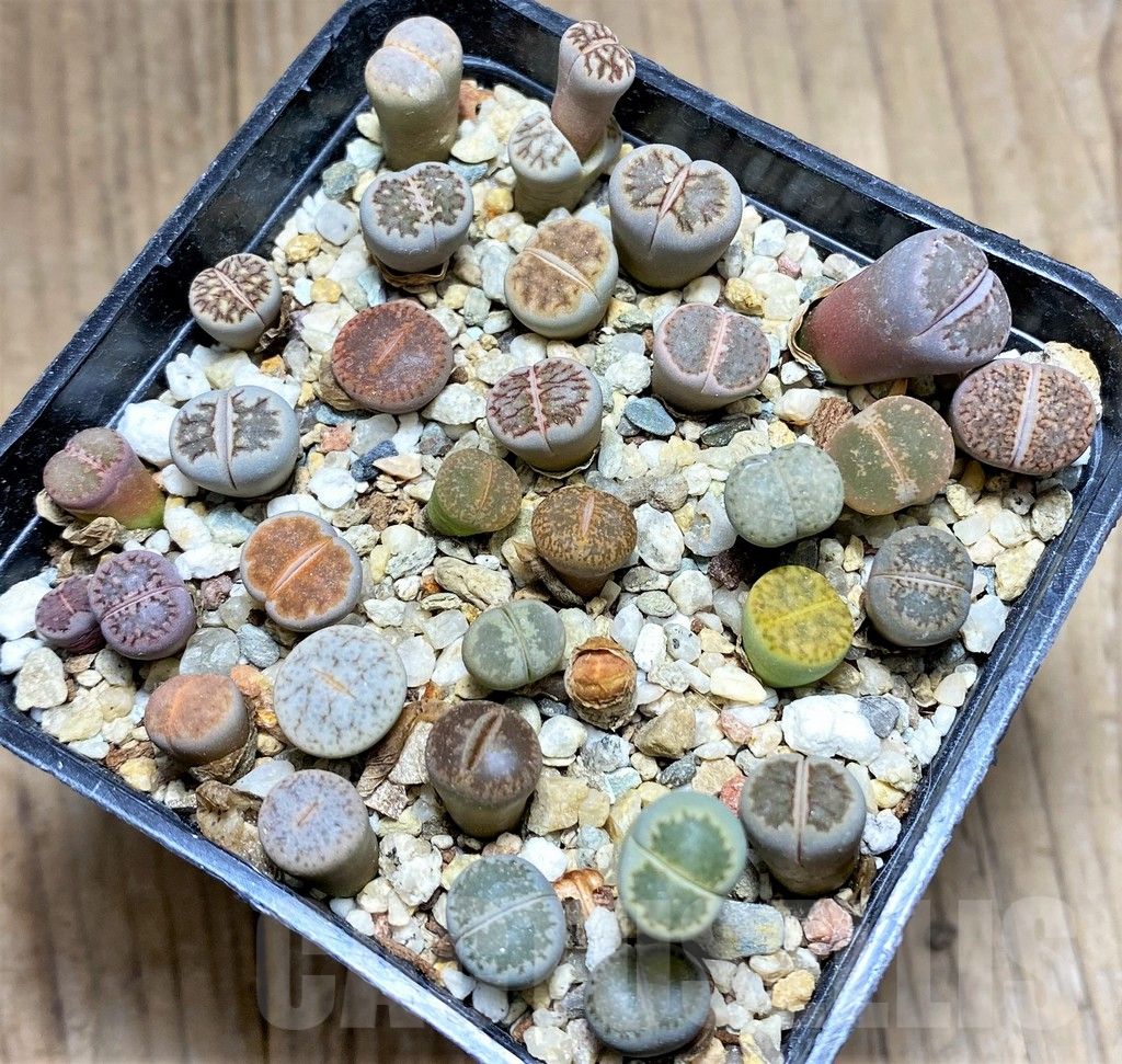 SHPR28138 Lithops mix - Image 2