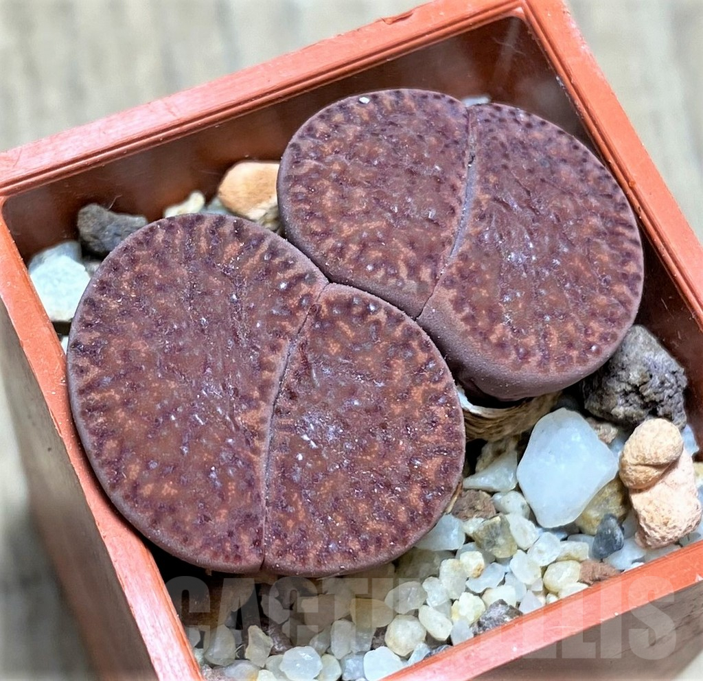 SHPR28141 Lithops bromfieldii ‘Rubroroseus’