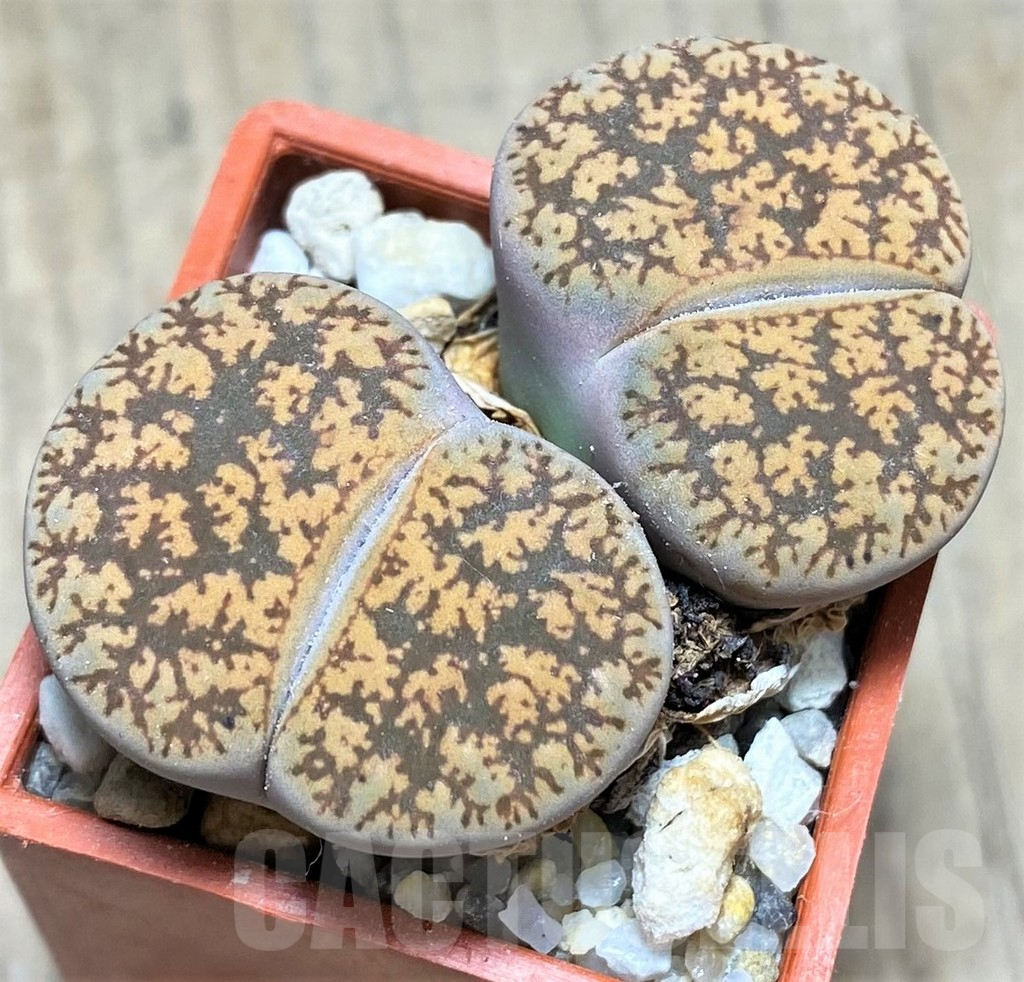 SHPR28142 Lithops lesliei v. hornii C364
