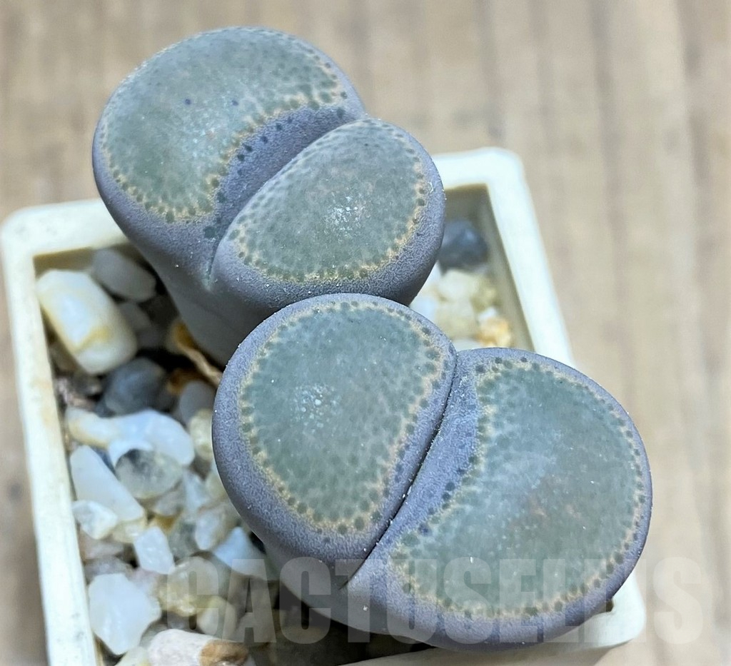 SHPR28147 Lithops terricolor f. peersii SH1693