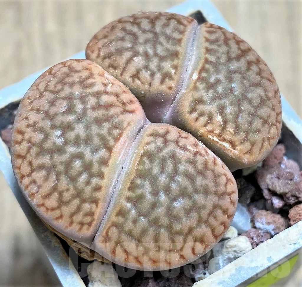SHPR28151 Lithops hookeri v. marginata