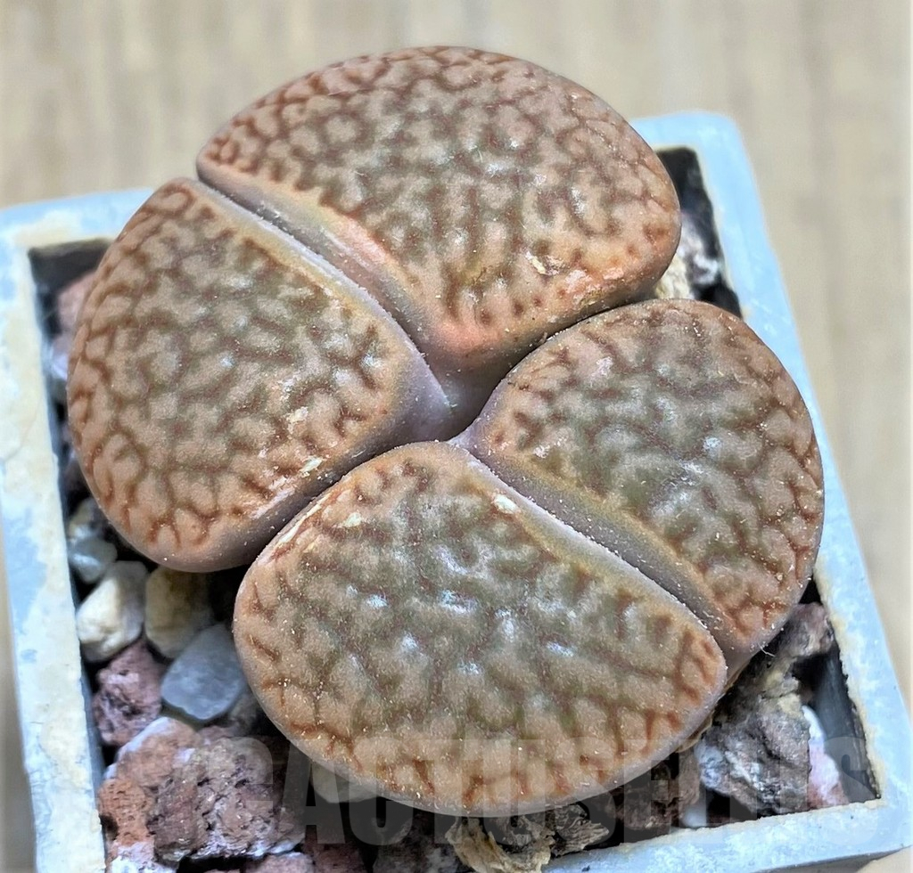 SHPR28151 Lithops hookeri v. marginata - Image 2