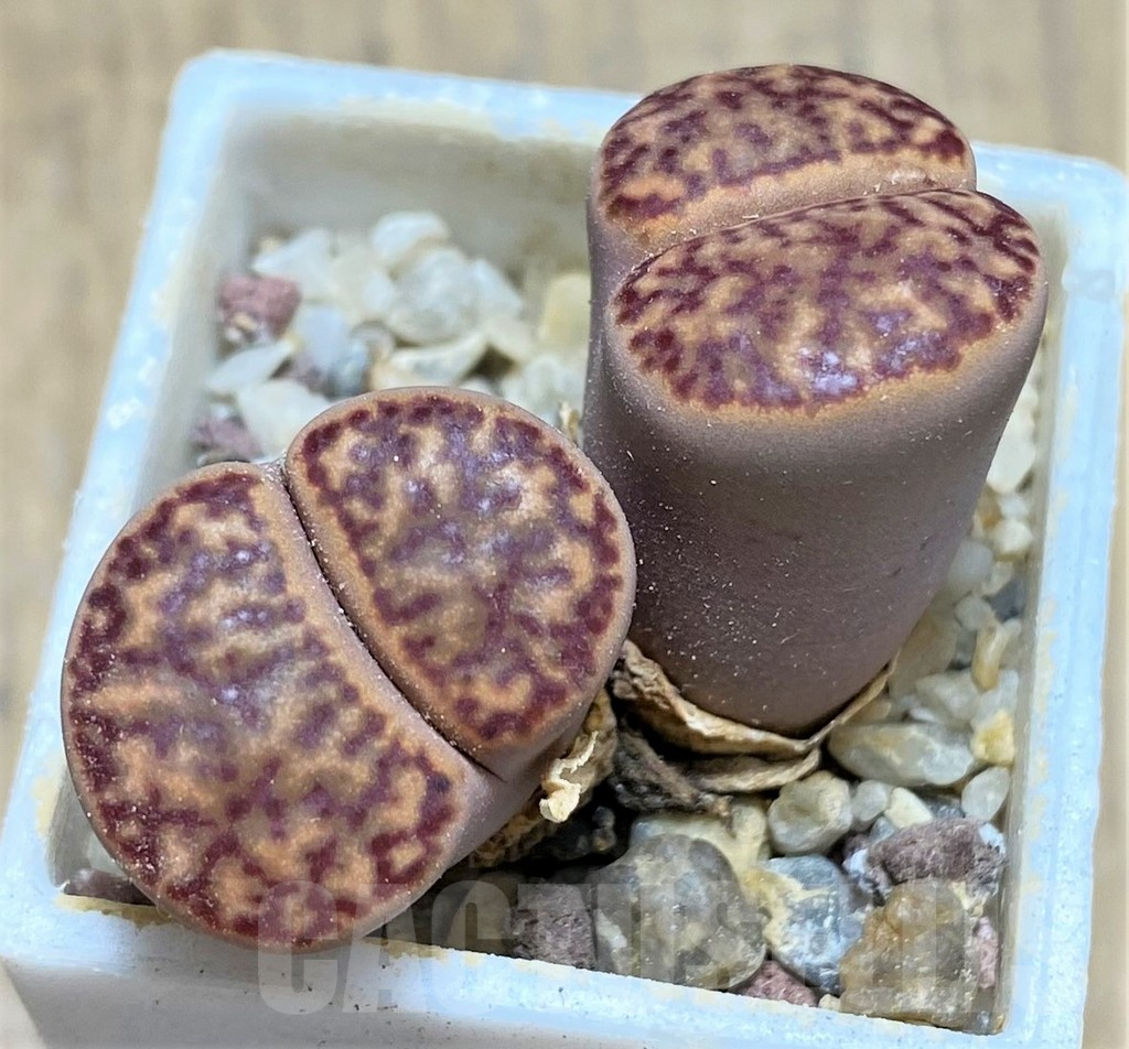 SHPR28153 Lithops bromfieldii