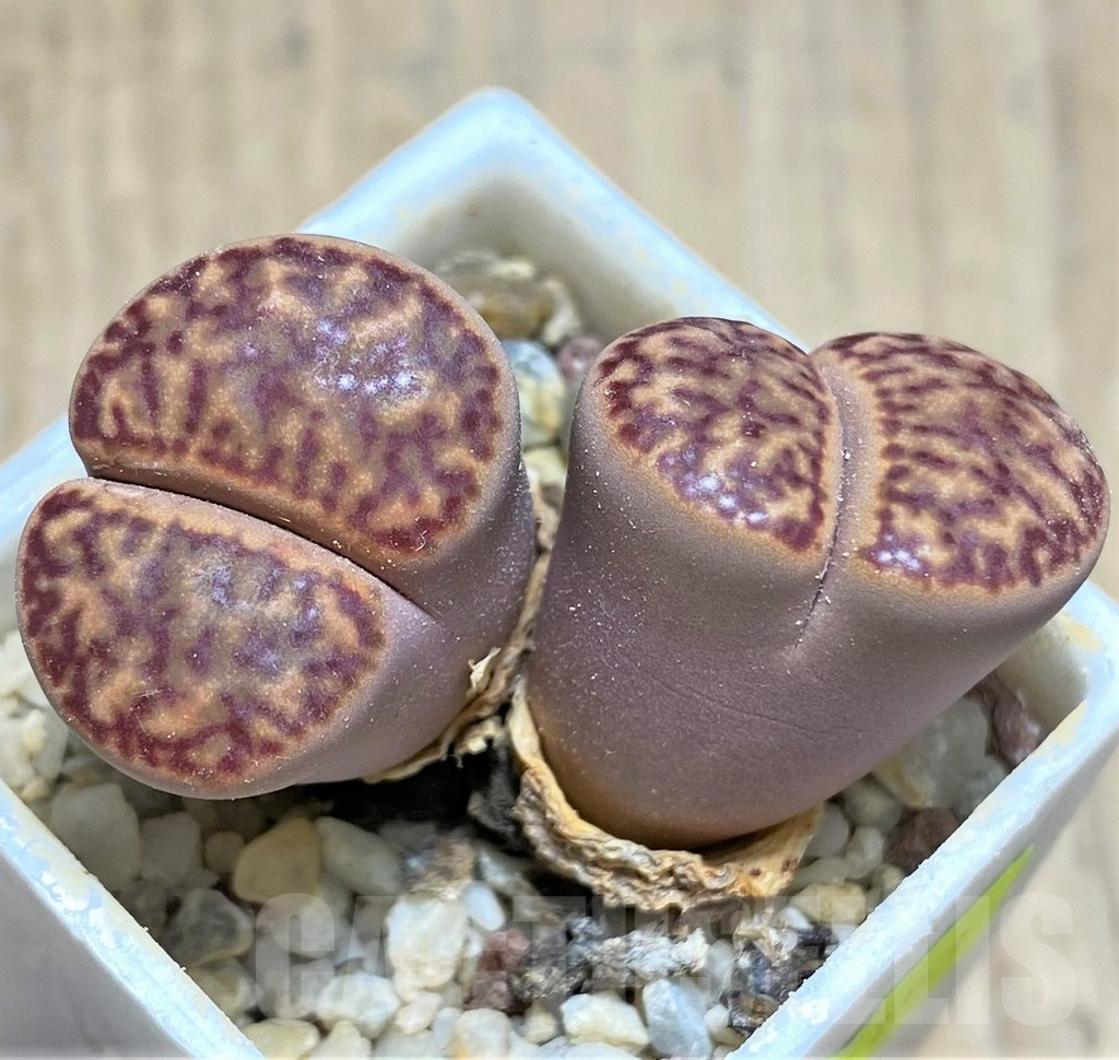 SHPR28153 Lithops bromfieldii - Image 2