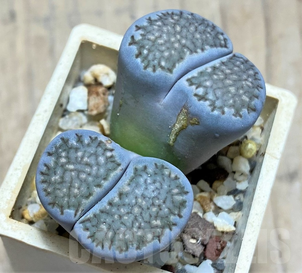 SHPR28159 Lithops hallii