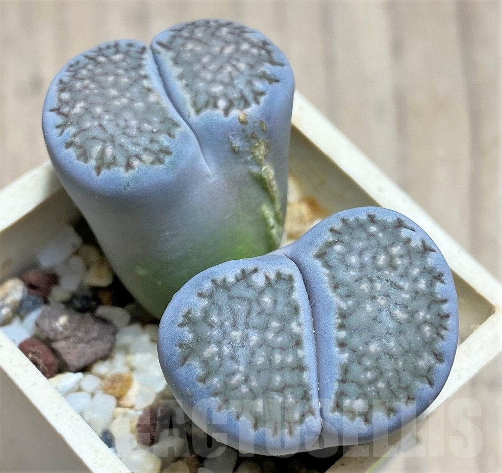 SHPR28159 Lithops hallii - 画像 (2)