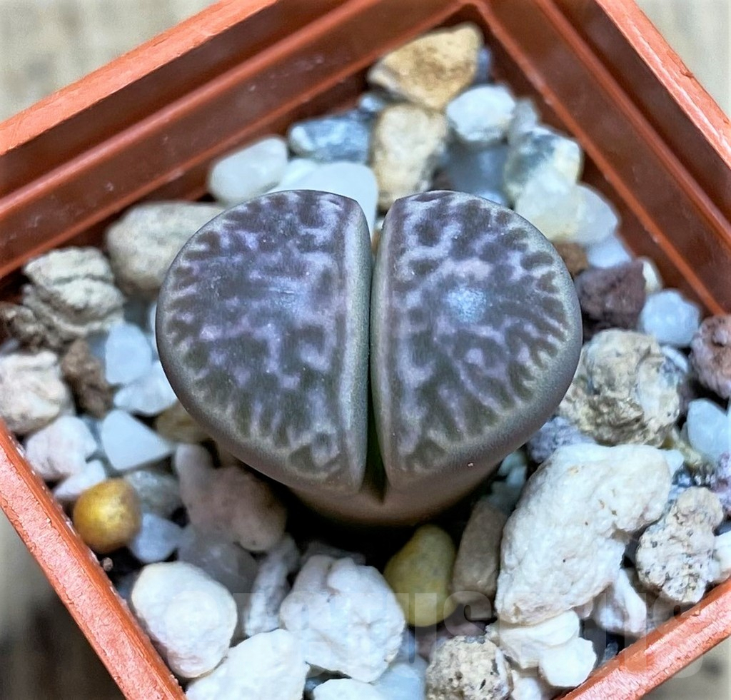 SHPR28162 Lithops helmutii C271