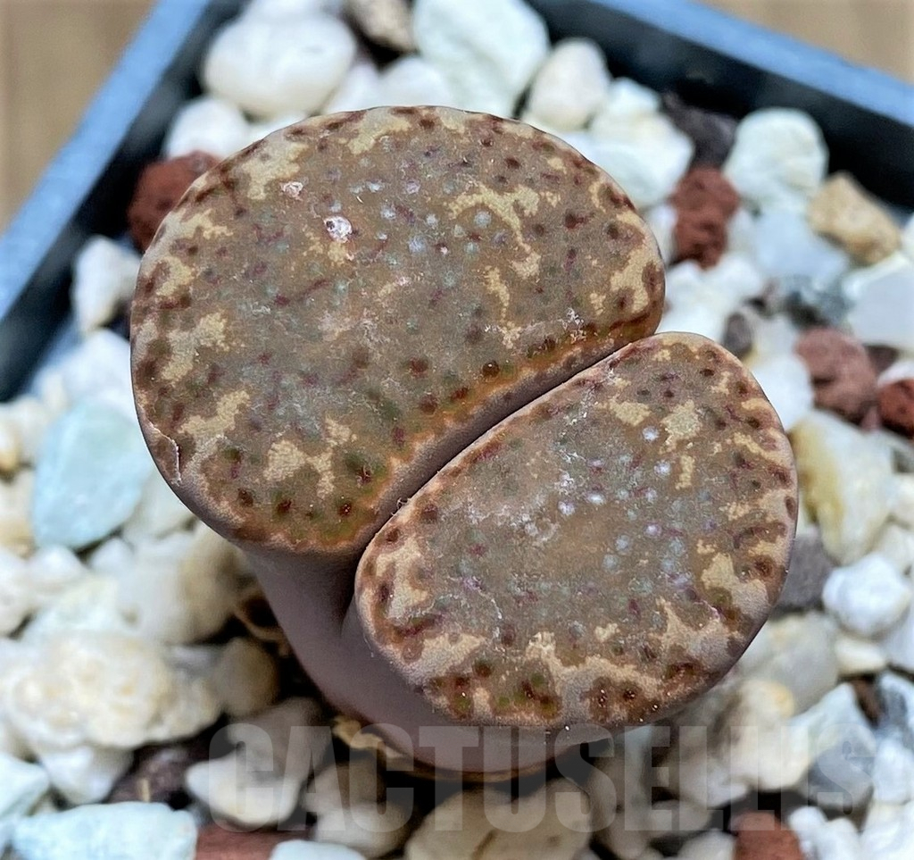 SHPR28166 Lithops bromfieldii -Welgevonden- SH