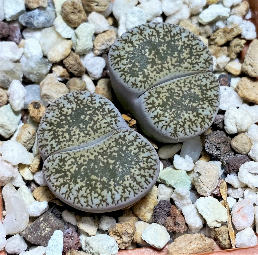SHPR28167 Lithops lesliei v. venteri -Spitkop- FH