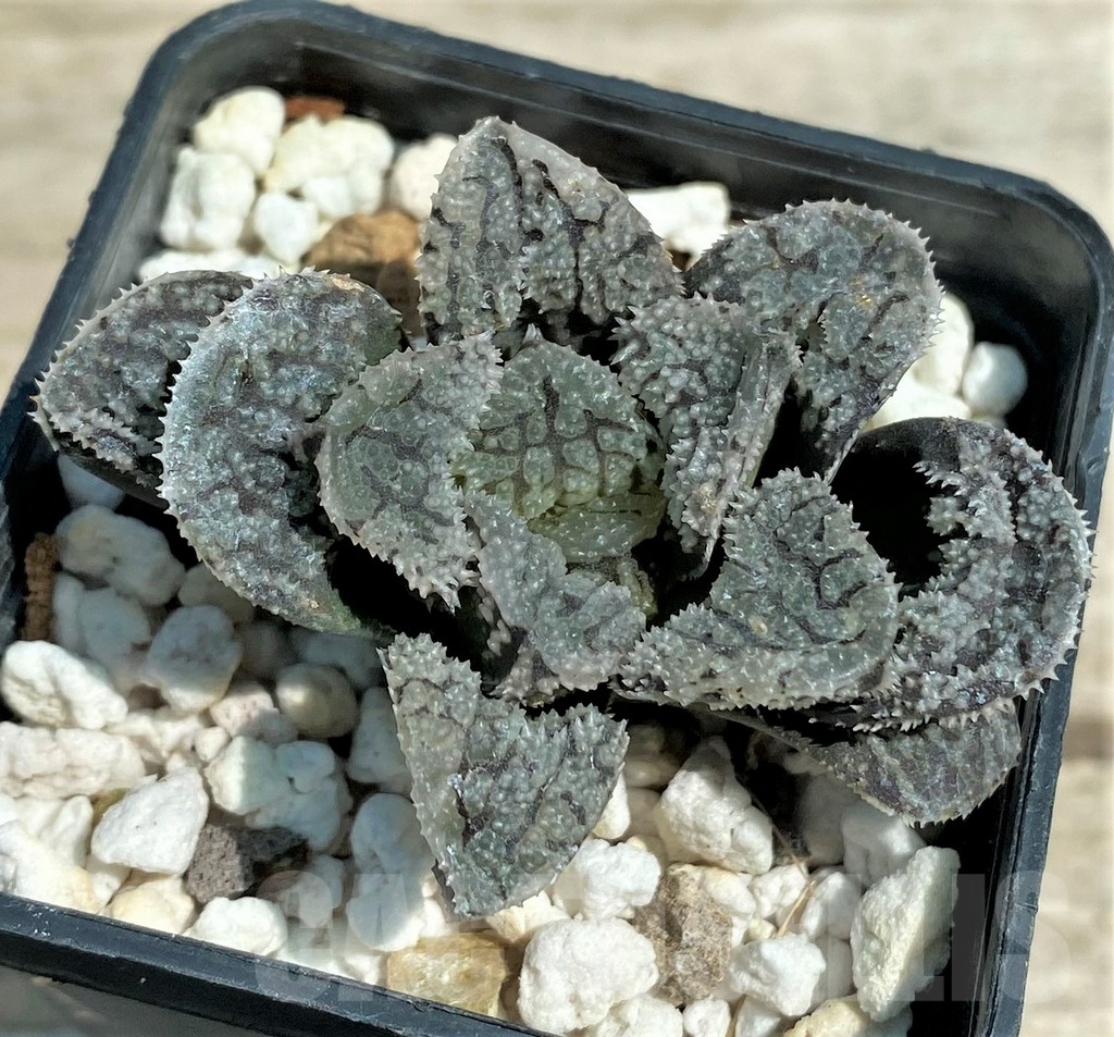 SHPR28279 Haworthia 'Mordor' - 画像 (2)