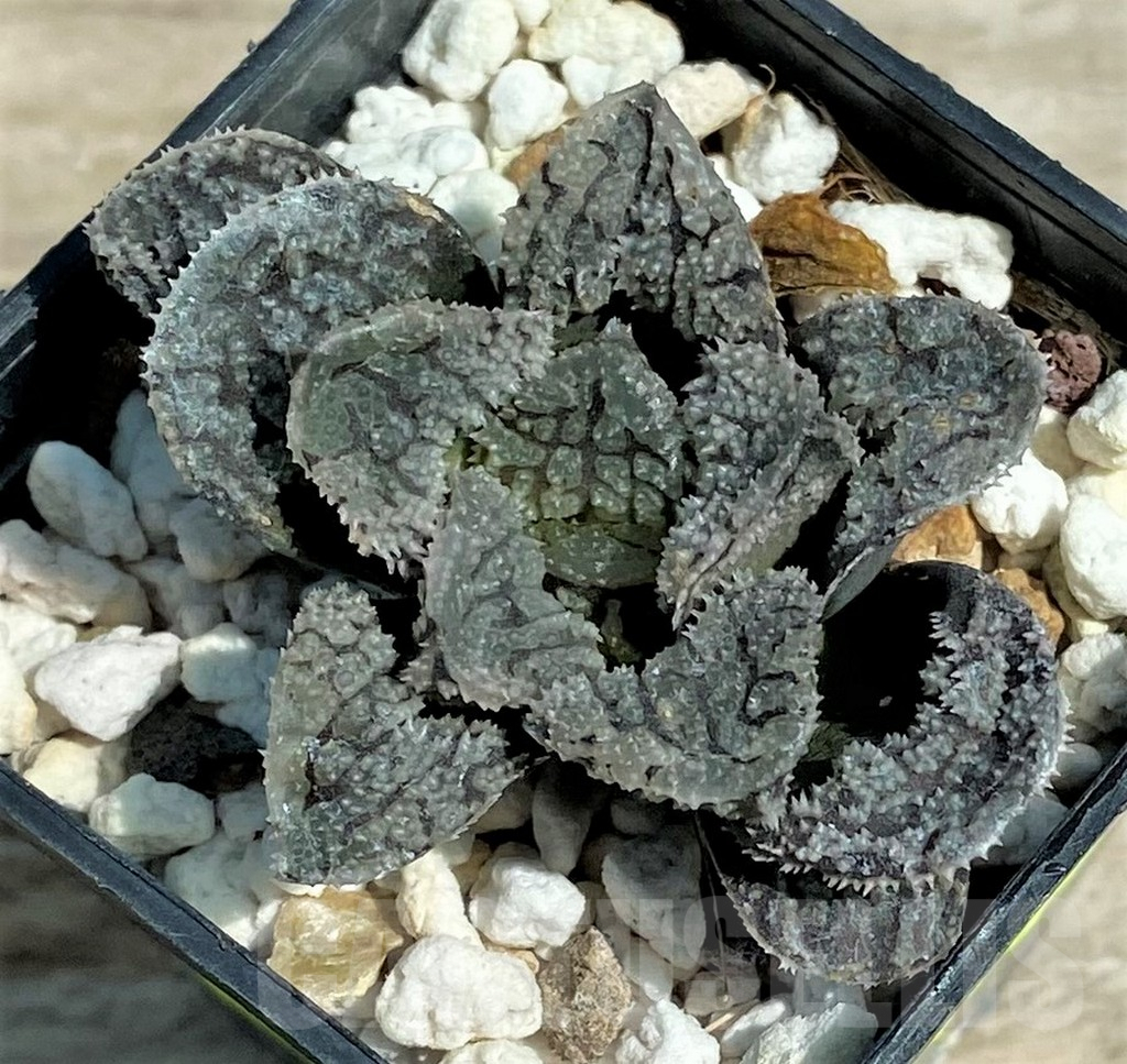 SHPR28279 Haworthia 'Mordor'