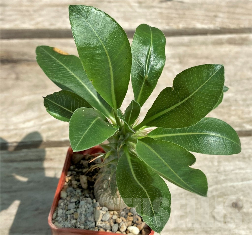 SHPR28287 Pachypodium makayense, seedlings - 画像 (2)