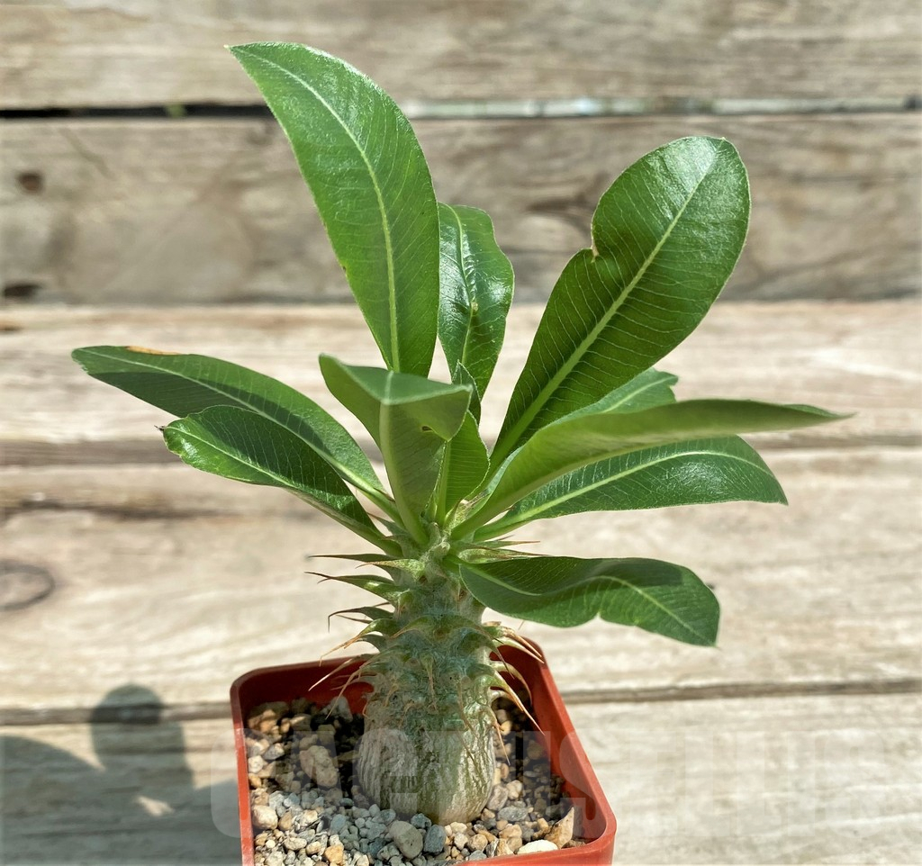 SHPR28287 Pachypodium makayense, seedlings