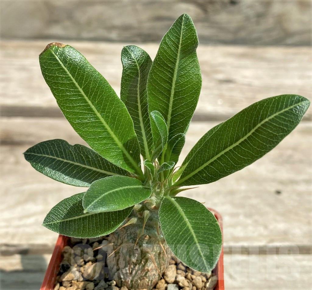 SHPR28292 Pachypodium makayense, seedlings - 画像 (2)