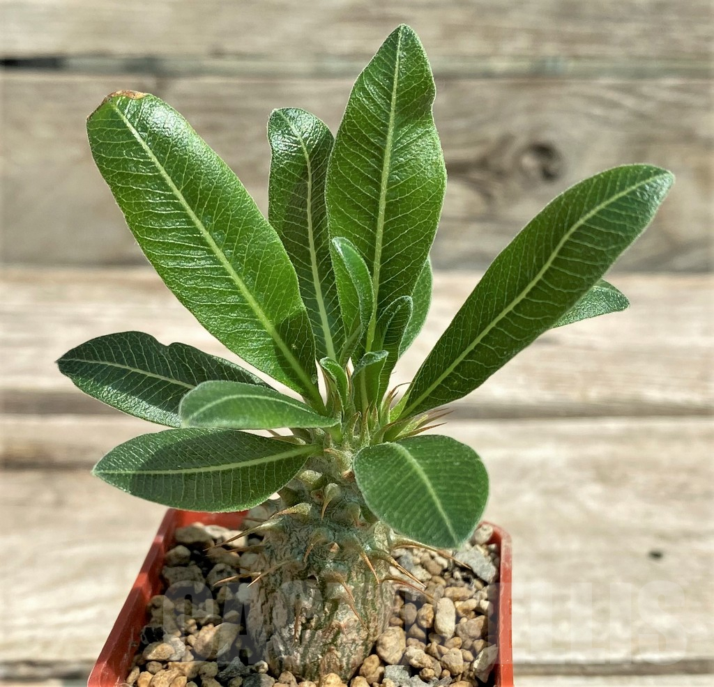 SHPR28292 Pachypodium makayense, seedlings
