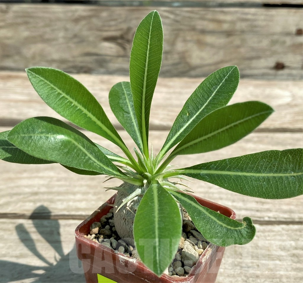 SHPR28298 Pachypodium eburneum Razaf 2012 - 画像 (2)