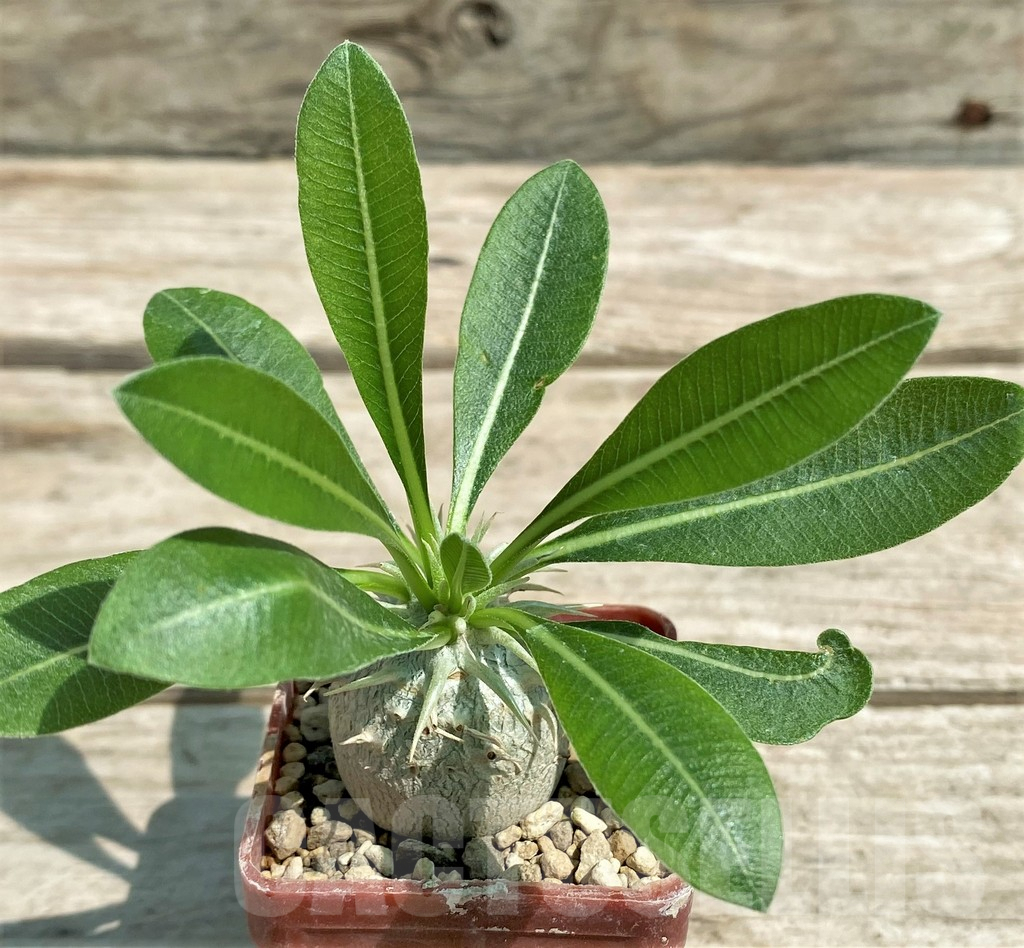 SHPR28298 Pachypodium eburneum Razaf 2012