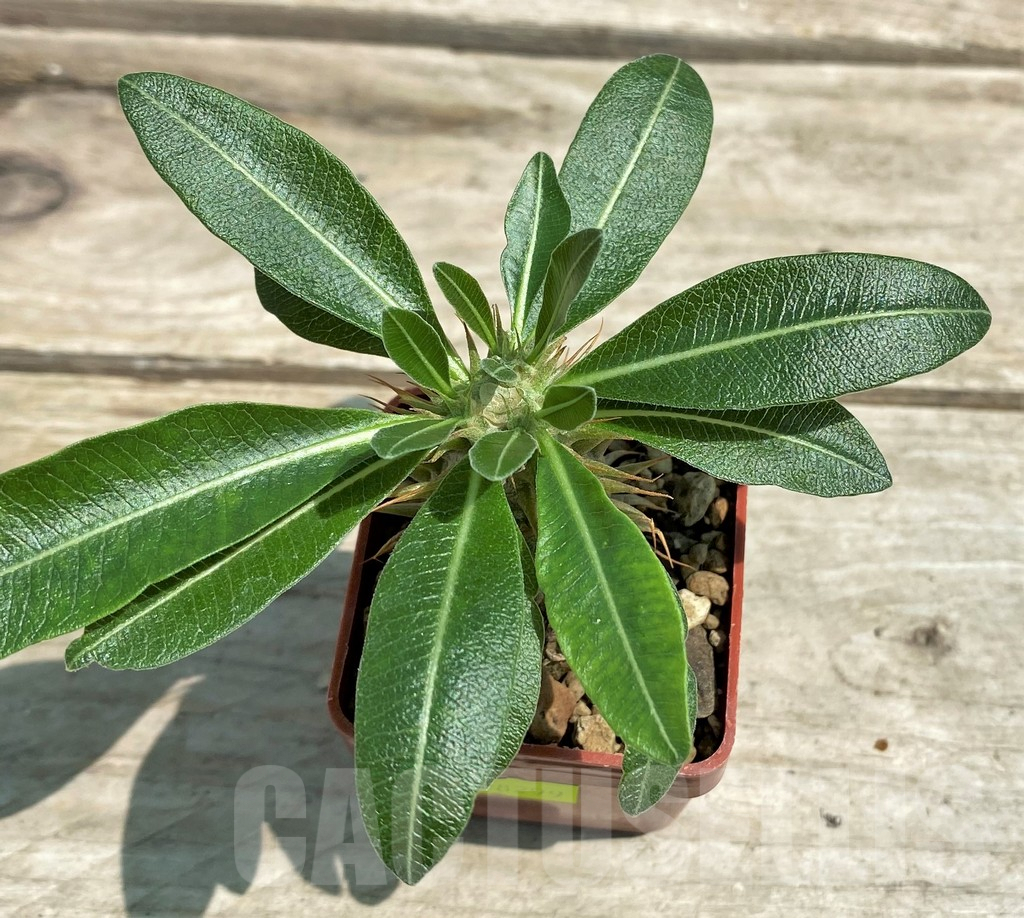 SHPR28299 Pachypodium bicolor PV2535 - 画像 (2)