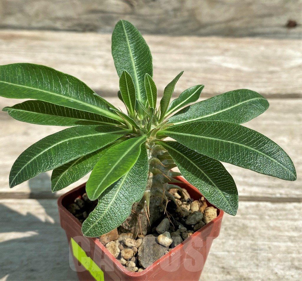 SHPR28299 Pachypodium bicolor PV2535