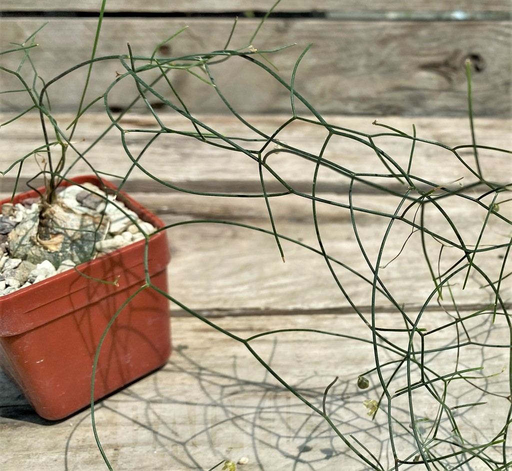 SHPR28303 Schizobasis intricata - 画像 (2)